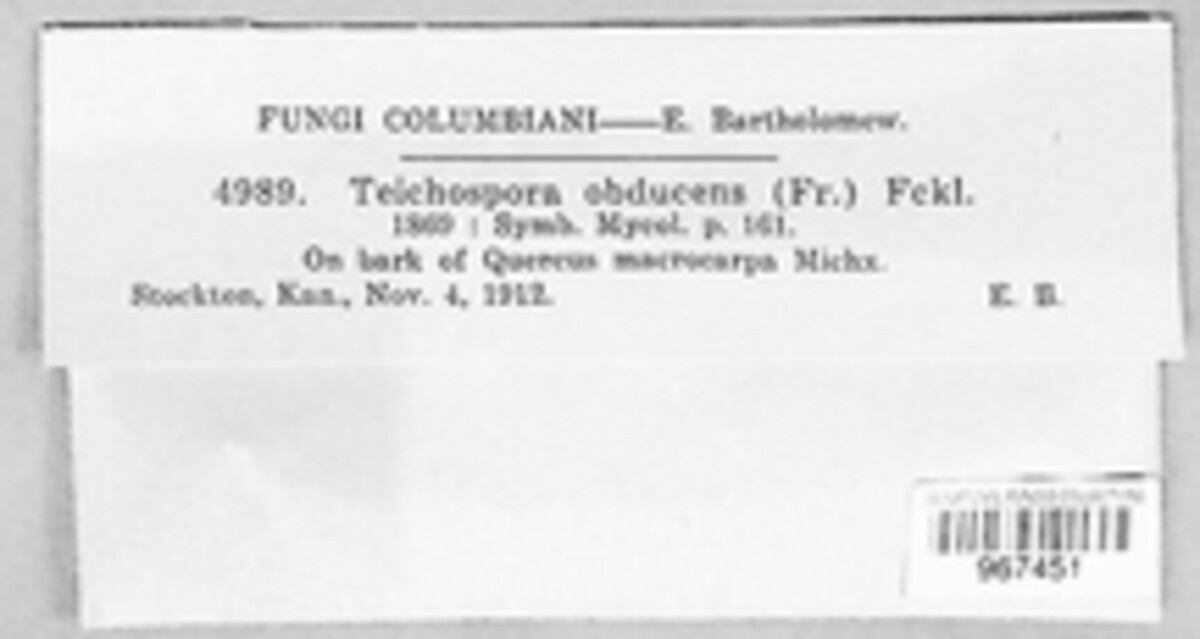 Praetumpfia obducens image